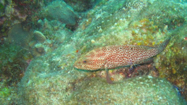 Groupers (15)_375